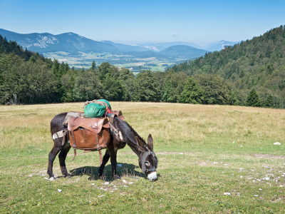 Wandern mit Tieren