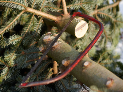 Weihnachtsbaumschlagen