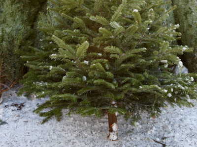 Weihnachtsbaumschlagen