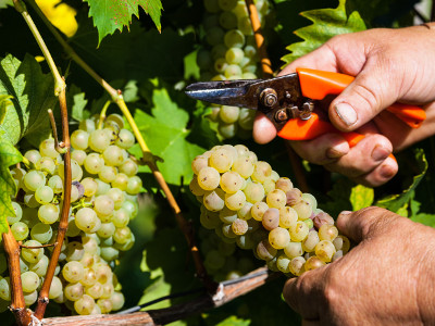 Winzerturnier