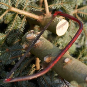 mit einer Säge wird ein Weihnachtsbaum bearbeitet