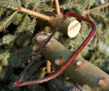 mit einer Säge wird ein Weihnachtsbaum bearbeitet