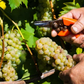 Weintraube wird von Rebe abgeschnitten