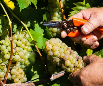 EVINTA_Weinprobe_Bild01 Weintraube wird von Rebe abgeschnitten