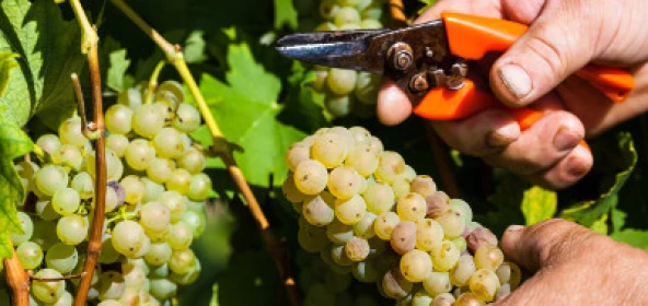 Weintraube wird von Rebe abgeschnitten