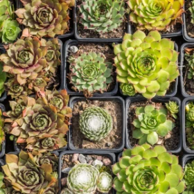 Sukkulenten Muster Steingarten