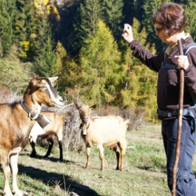 Wanderung mit Ziegen