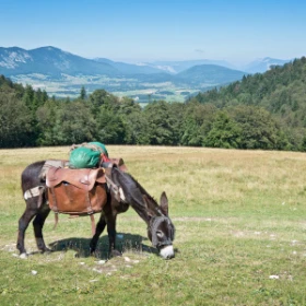 Esel vor einer schönen Landschaft