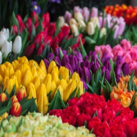 Verkaufsstand mit Tulpen in verschiedenen bunten Farben