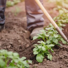 Unkraut aus Kartoffelboden entfernen, Person mit Hacke im Gemüsegarten