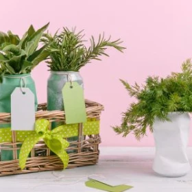 drei Pflanzen in recycilten Behältern