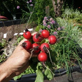 frisch geerntete Radieschen