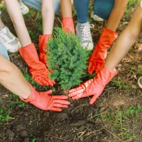 3 Personen pflanzen einen Nadelbaum ein
