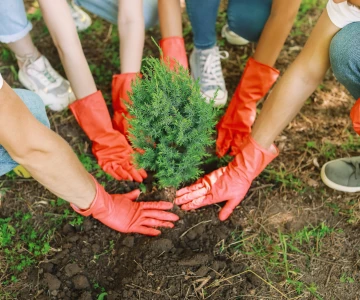 3 Personen pflanzen einen Nadelbaum ein