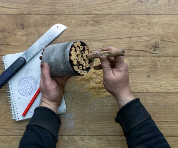 Person steckt Hölzer in eine Dose