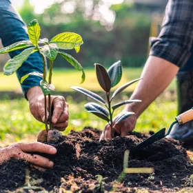 Baumsetzlinge werden in die Erde gebracht