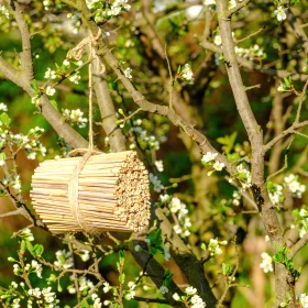 Ein Bündel aus Schilfrohren wurde in runder Form zusammengebunden und hängt als Insektenhotel in einem blühendem Busch