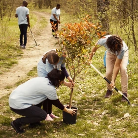 3 Personen pflanzen einen Baum am Wegesrand