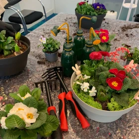 Auf dem Bild ist eine kreative Pflanz- und Bastelszene zu sehen. Auf einem mit Folie abgedeckten Tisch stehen verschiedene Blumentöpfe und Schalen, die mit farbenfrohen Frühlingsblumen bepflanzt sind. Zu erkennen sind unter anderem Primeln in Weiß, Rot, Rosa und Violett, kleine Gänseblümchen (Bellis) sowie Hyazinthenzwiebeln. Dazwischen liegen kleine Handharken mit roten und schwarzen Griffen, mehrere grüne Gießkannen mit gelbem Ausguss sowie lose Blumenerde. Die Anordnung deutet darauf hin, dass hier gerade gemeinsam gepflanzt oder ein Frühlingsgesteck gestaltet wird, vermutlich im Rahmen eines Workshops oder Teamevents.