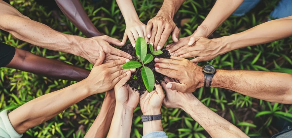 viele Hände unterschiedlicher Hautfarbe halten einen Baumsetzling